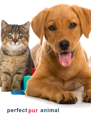 animal_blog2